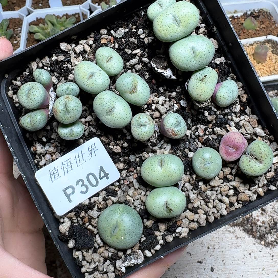 304号多肉植物哇f g g