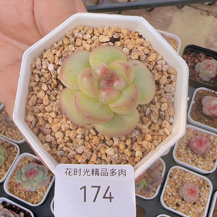 花时光精品多肉174