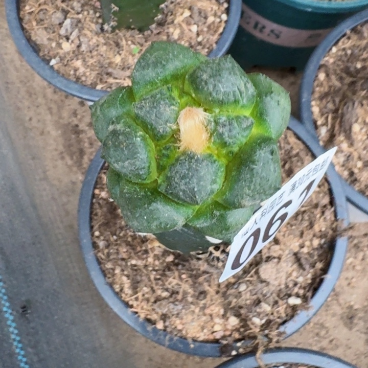 无花朵061光面连山