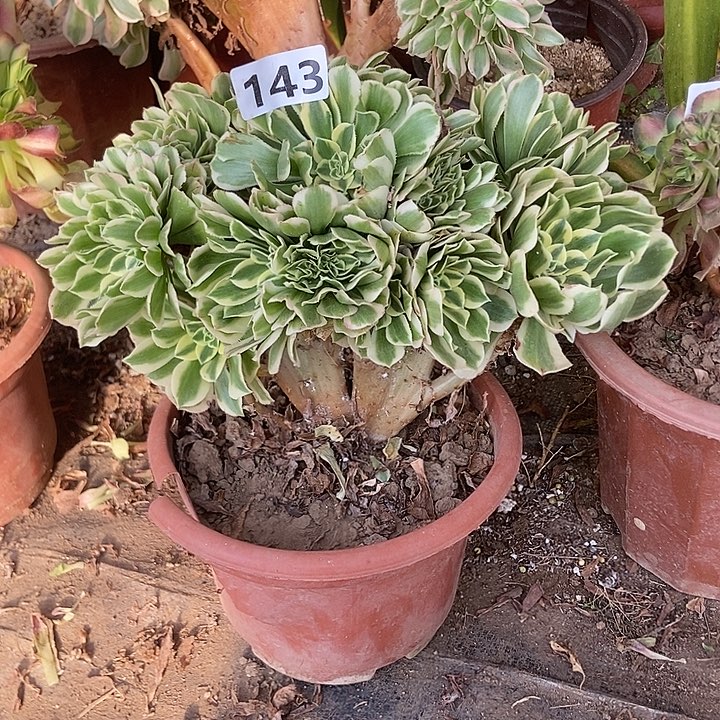 143迈巴赫老庄缀化特价