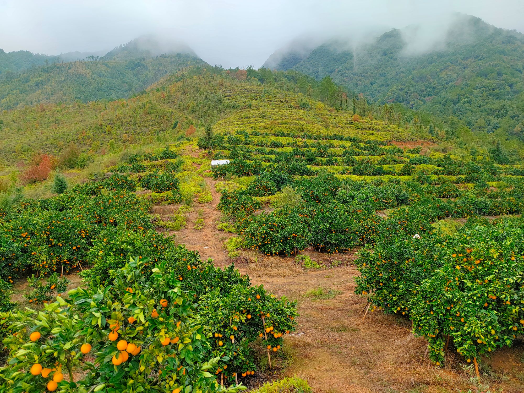 超值5斤装，尝鲜价