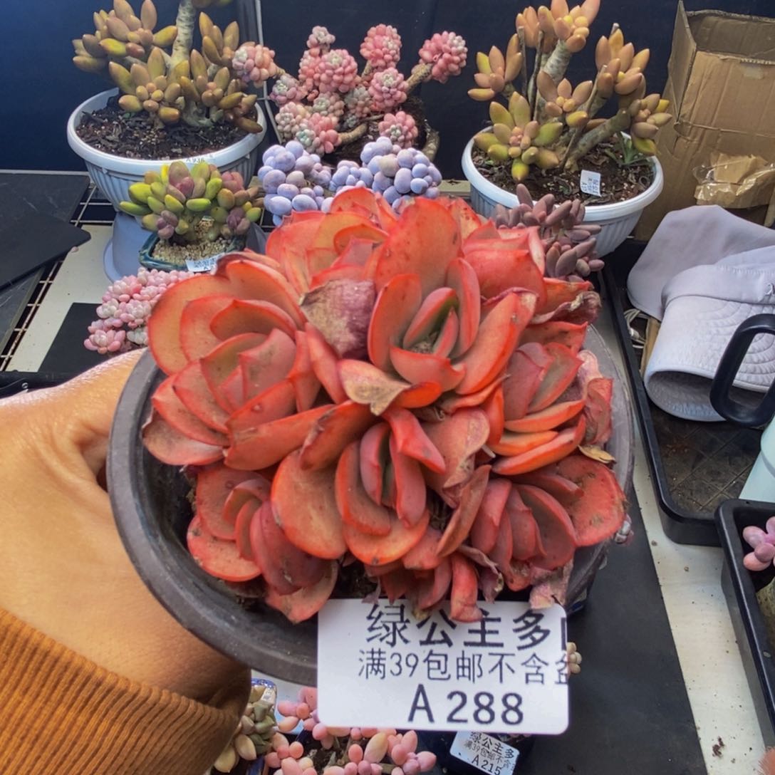 288秀妍多肉肉7c m