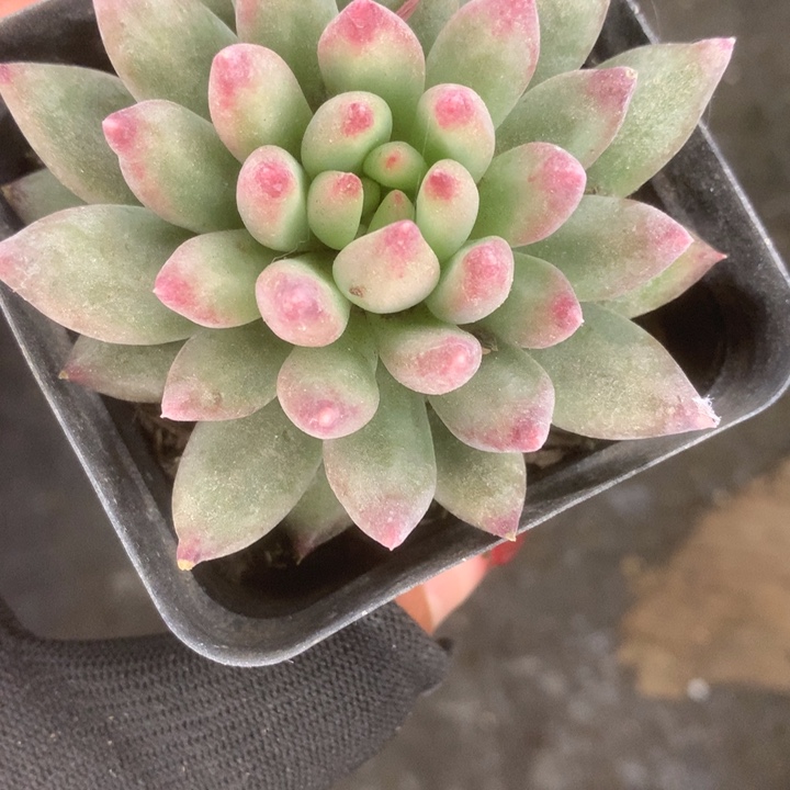 岩字。 （满9.99包邮不满9.99发叶子）