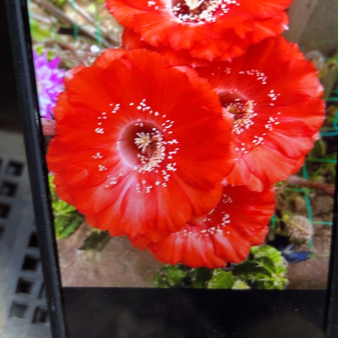 哈哪雷彩侧牙20包邮53