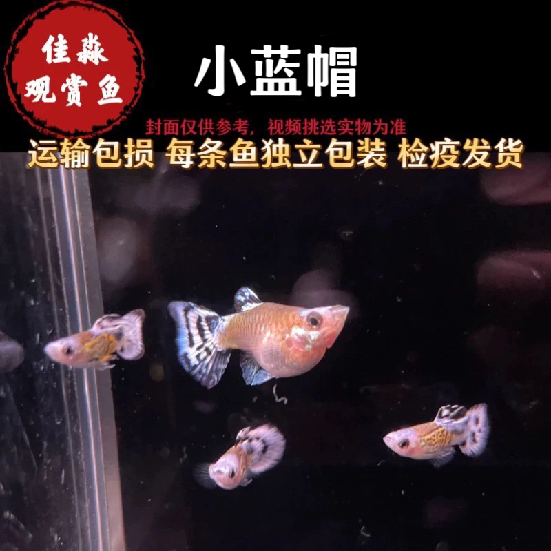 孔雀鱼蓝帽观赏鱼小鱼淡水鱼苗好养耐活热带鱼凤尾鱼包活