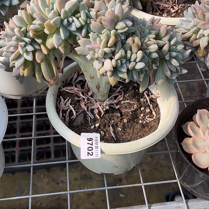 阿雅园艺。        9702淡雪缀