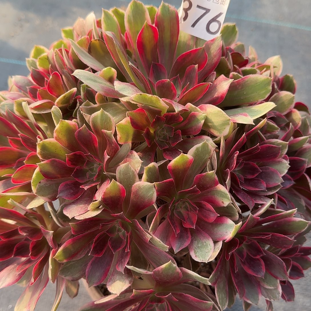 浣纱00000000000376