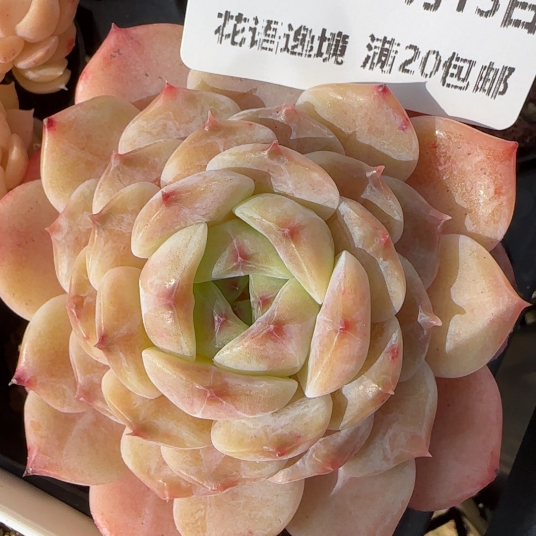 花语逸境0213-159