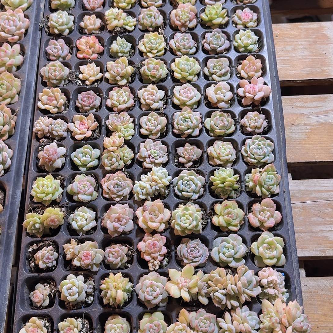 直播福利一物一拍237