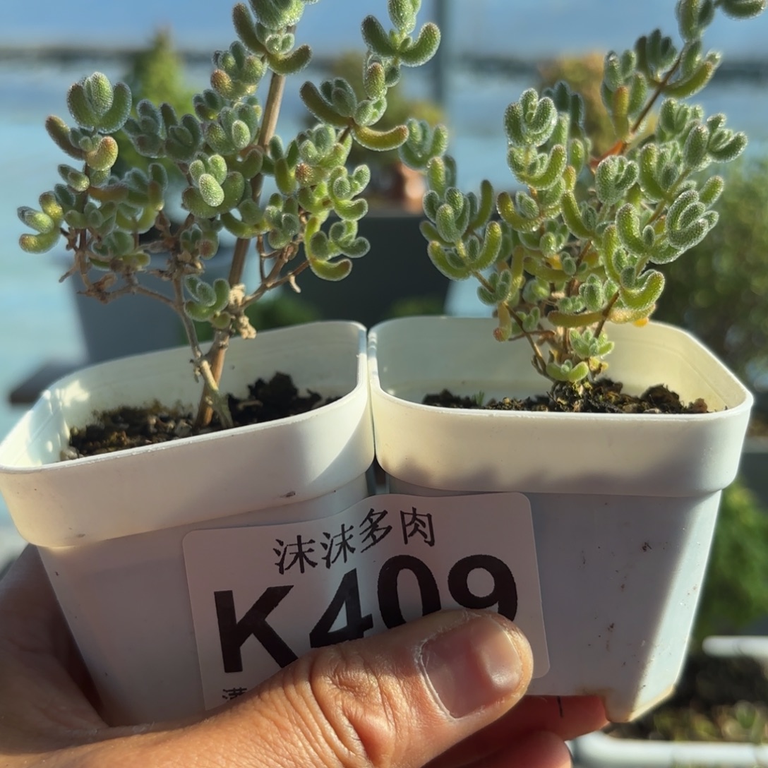 409冰橙和冰晶组合