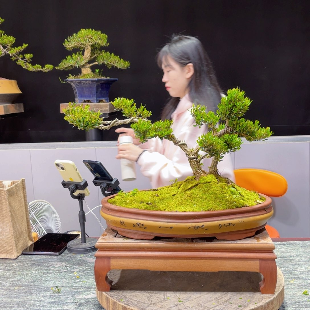 四季常青老桩黄杨盆景