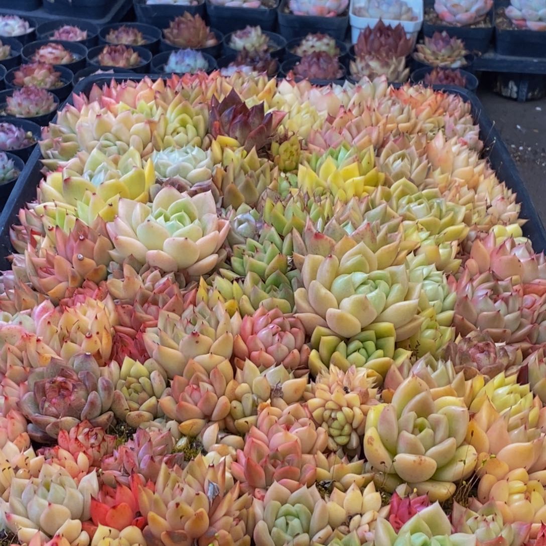 329多肉植物保护研究所所长的介绍