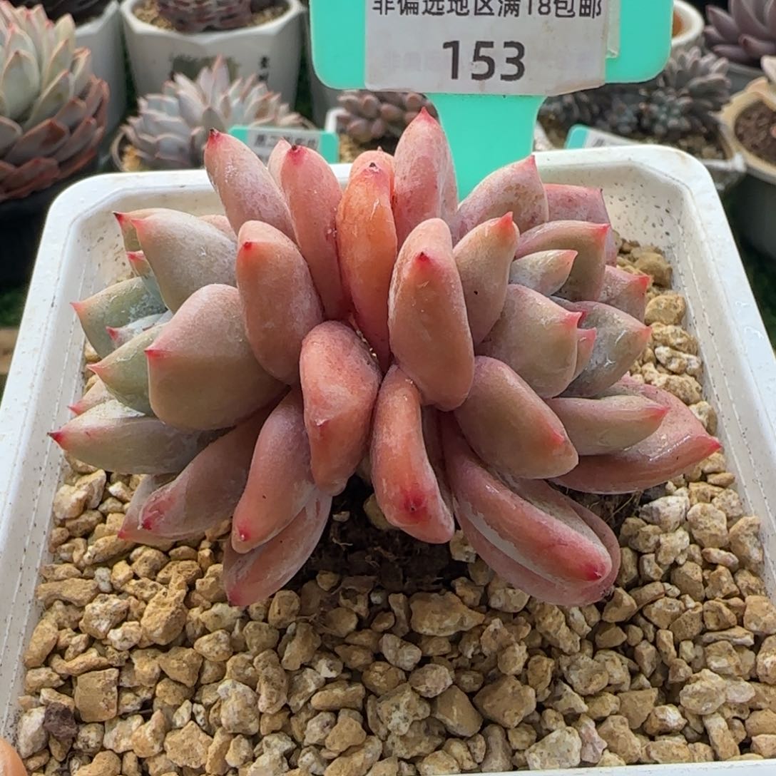 唐二姐多肉编号153