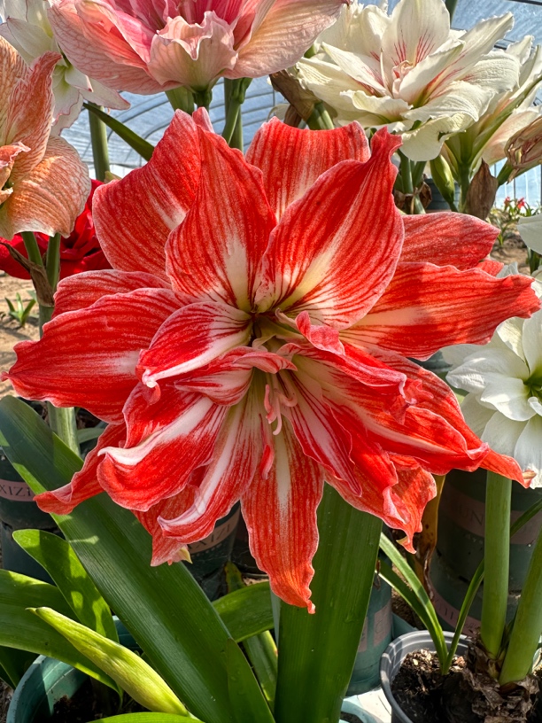 (A005 独家杂交自育品种)基地直发切球繁殖自然球裸球花前球