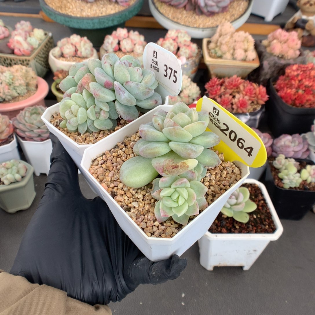 …***375-2064 冰玉石化多肉