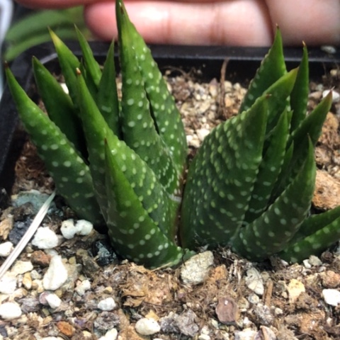 帝王卷双头带盆发货哈哈