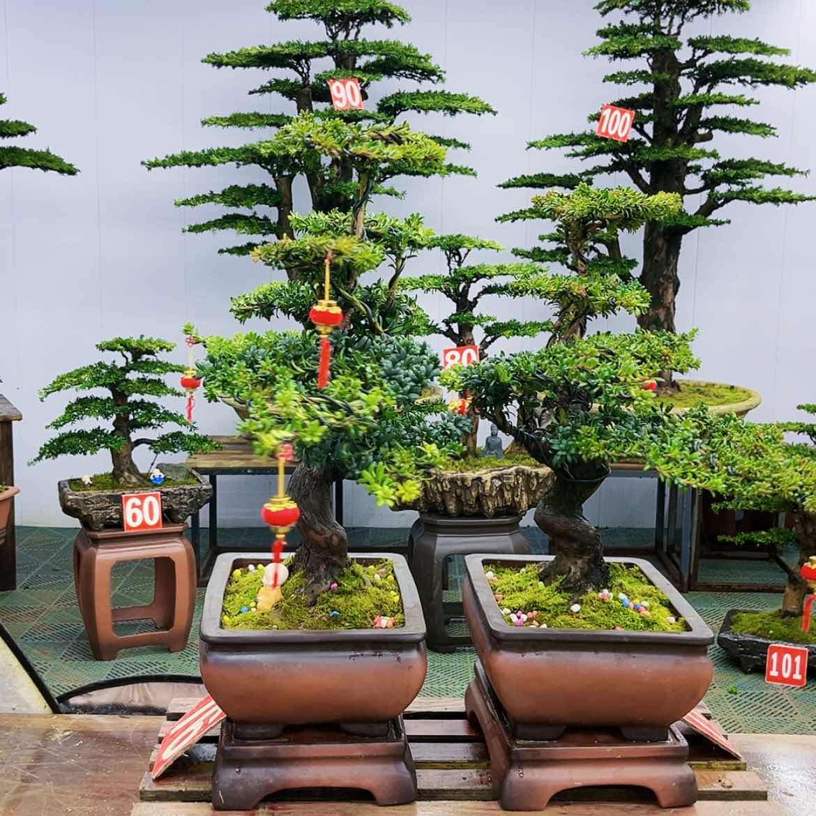 【闪购商品】罗汉松盆景艺术展等