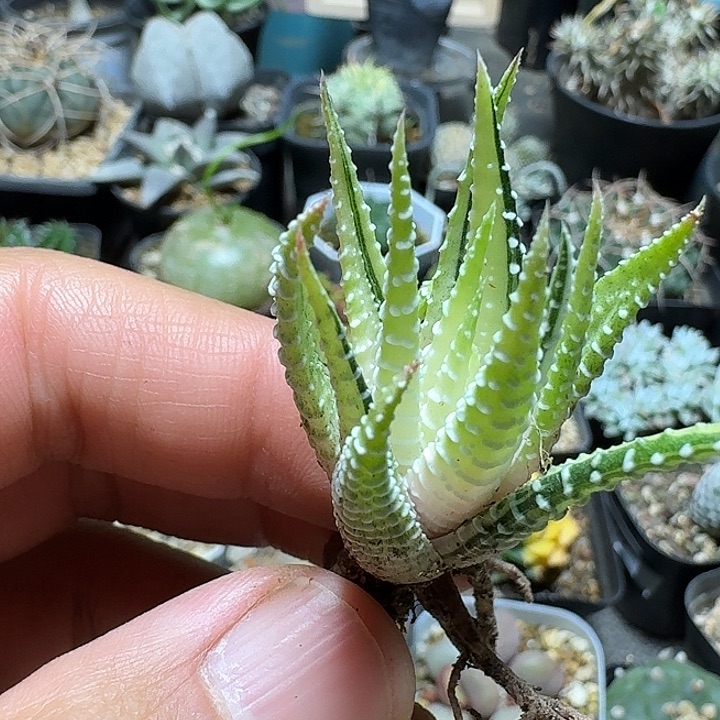 140白帝脱土发货自根