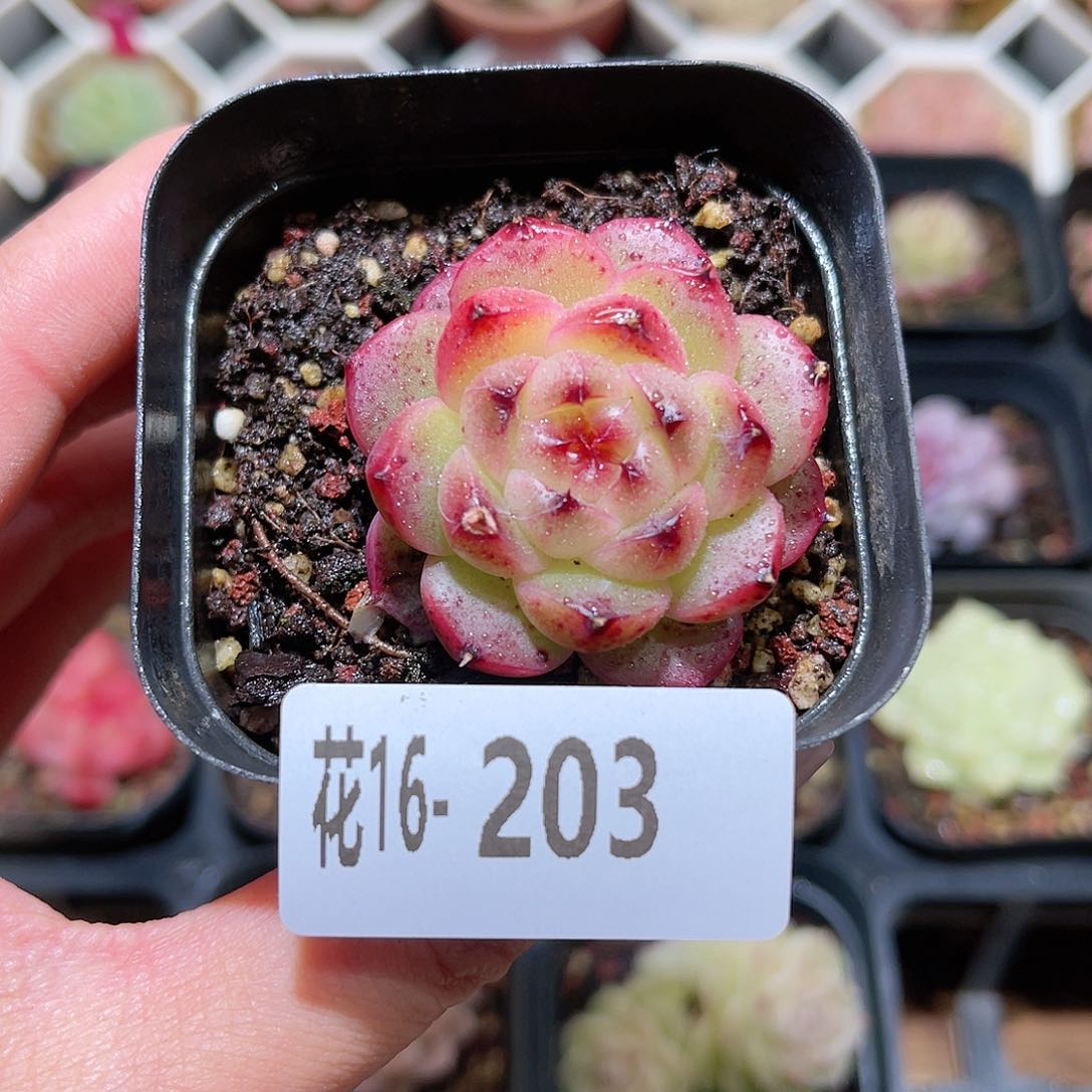 花利美16-203海王微瑕