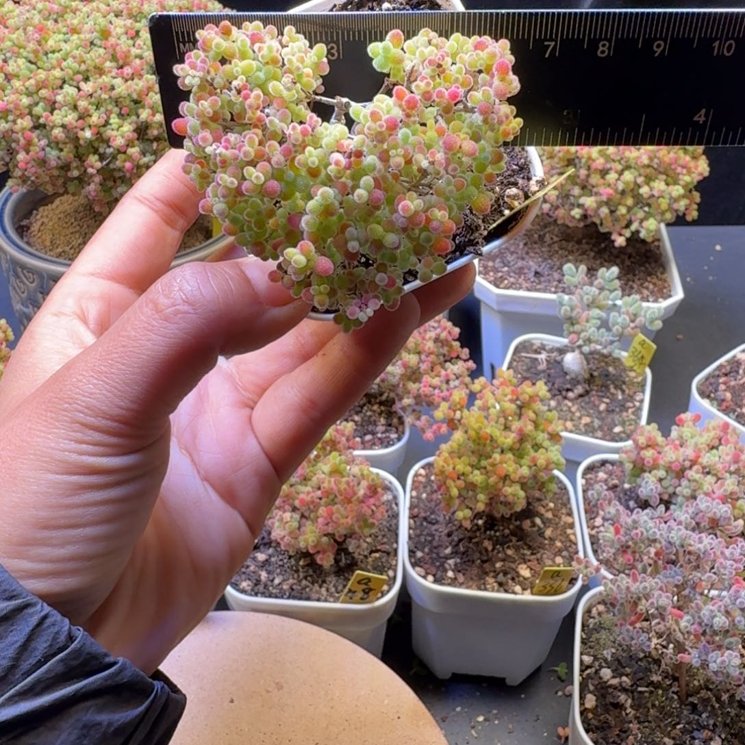 a4号蜜橘冠服6厘米左右爱心