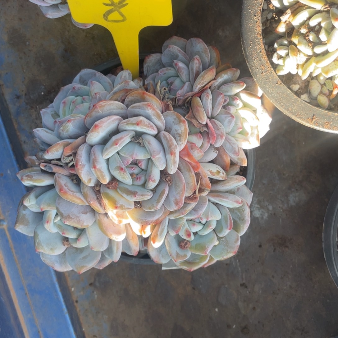 糖***俞星影多头群生8号云南发货