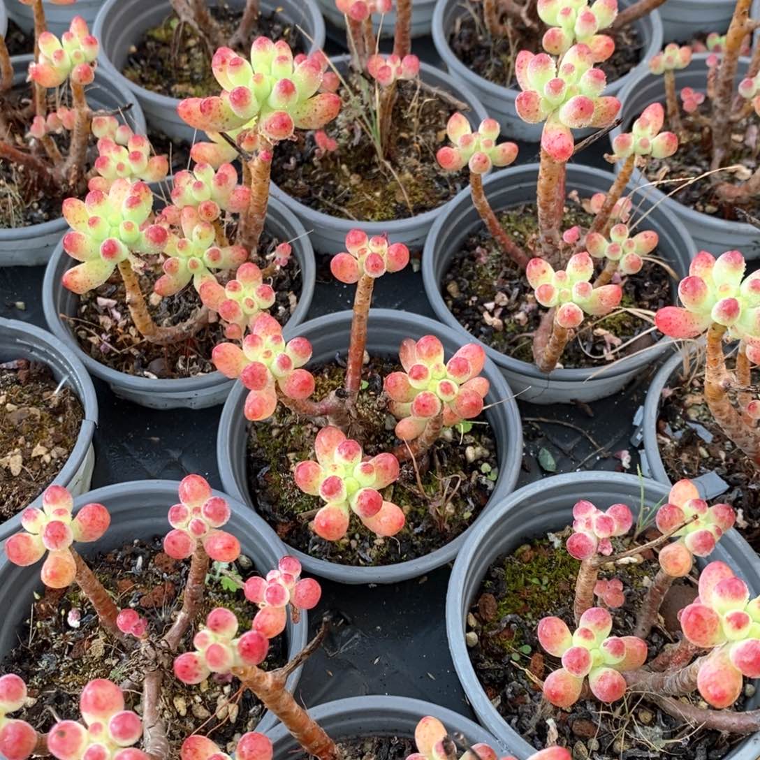 139果冻乙女心 不售后 福利多多