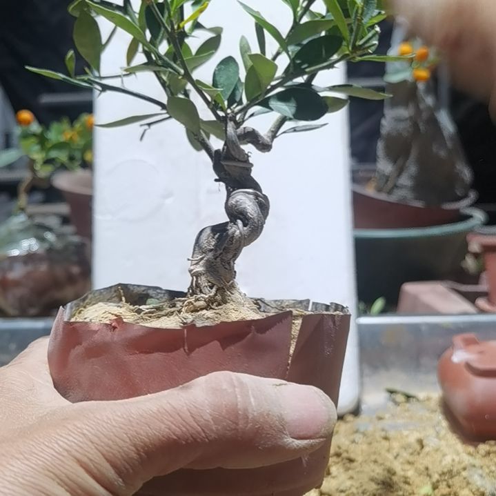 完全开放金豆小橘子绿植