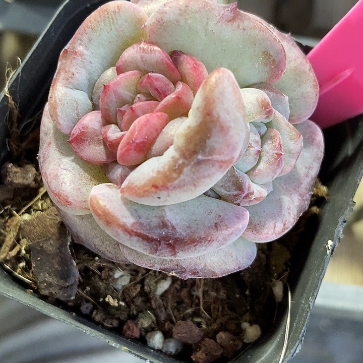 多肉植物冰魄石化63多肉