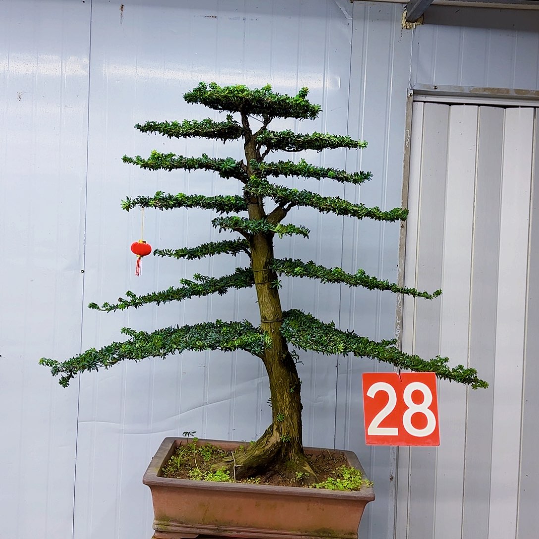 无花朵罗汉松盆景