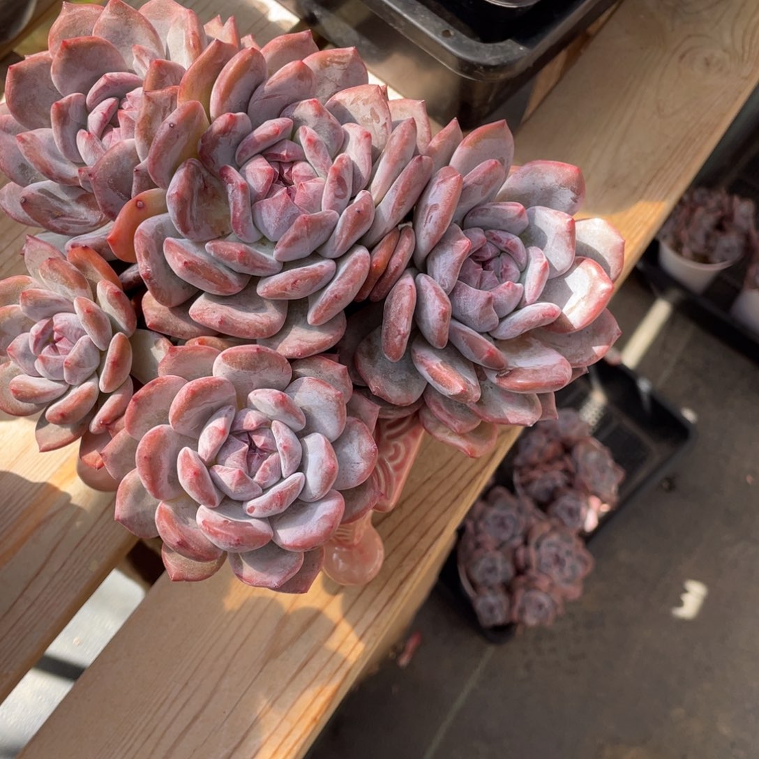 **** B024静好多肉园艺