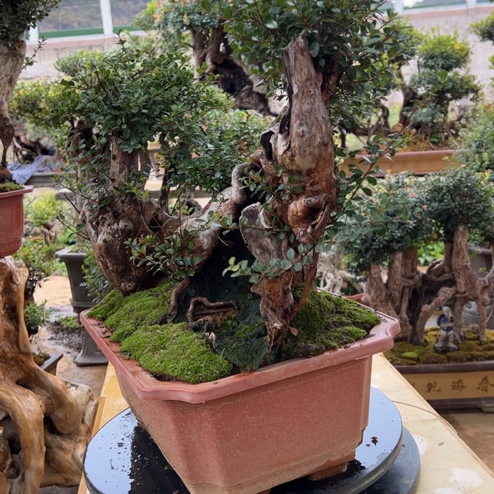 用****0紫外线强度很严重哦