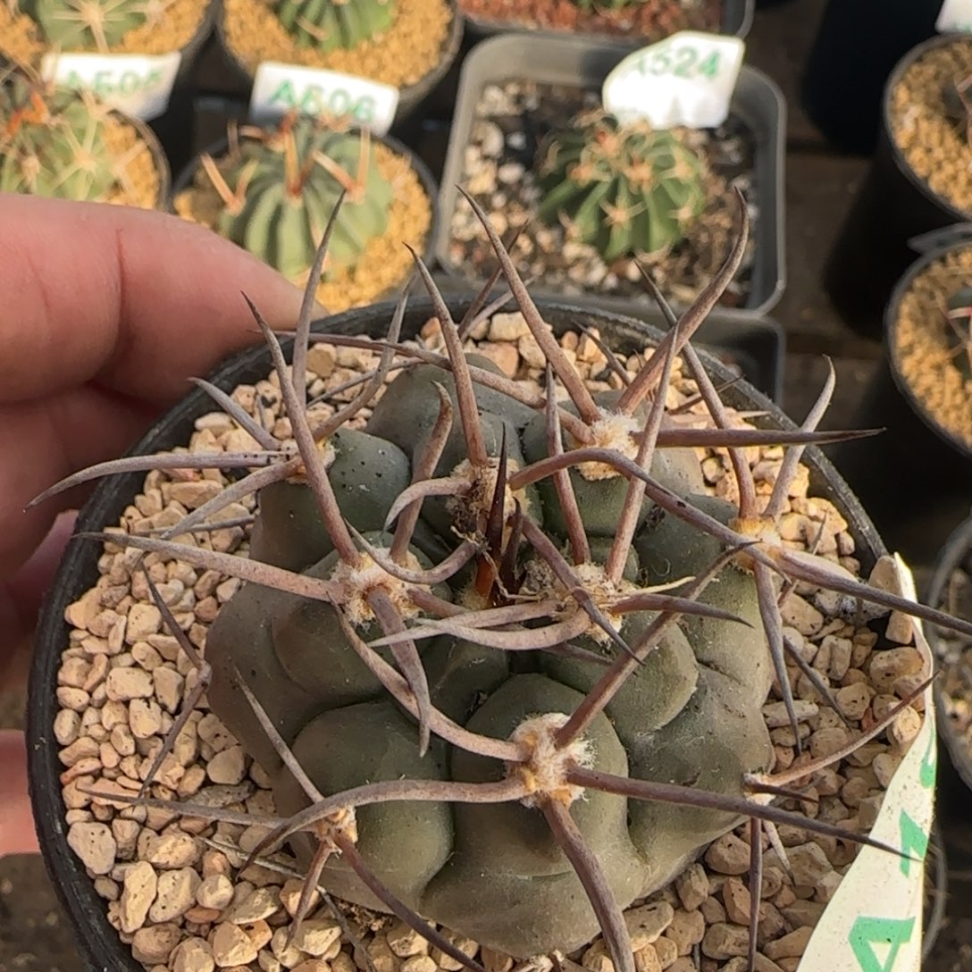 守金摩天龙 实生仙人球184