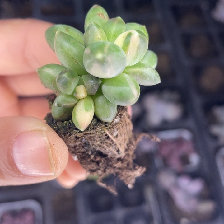 一物一拍满18包邮