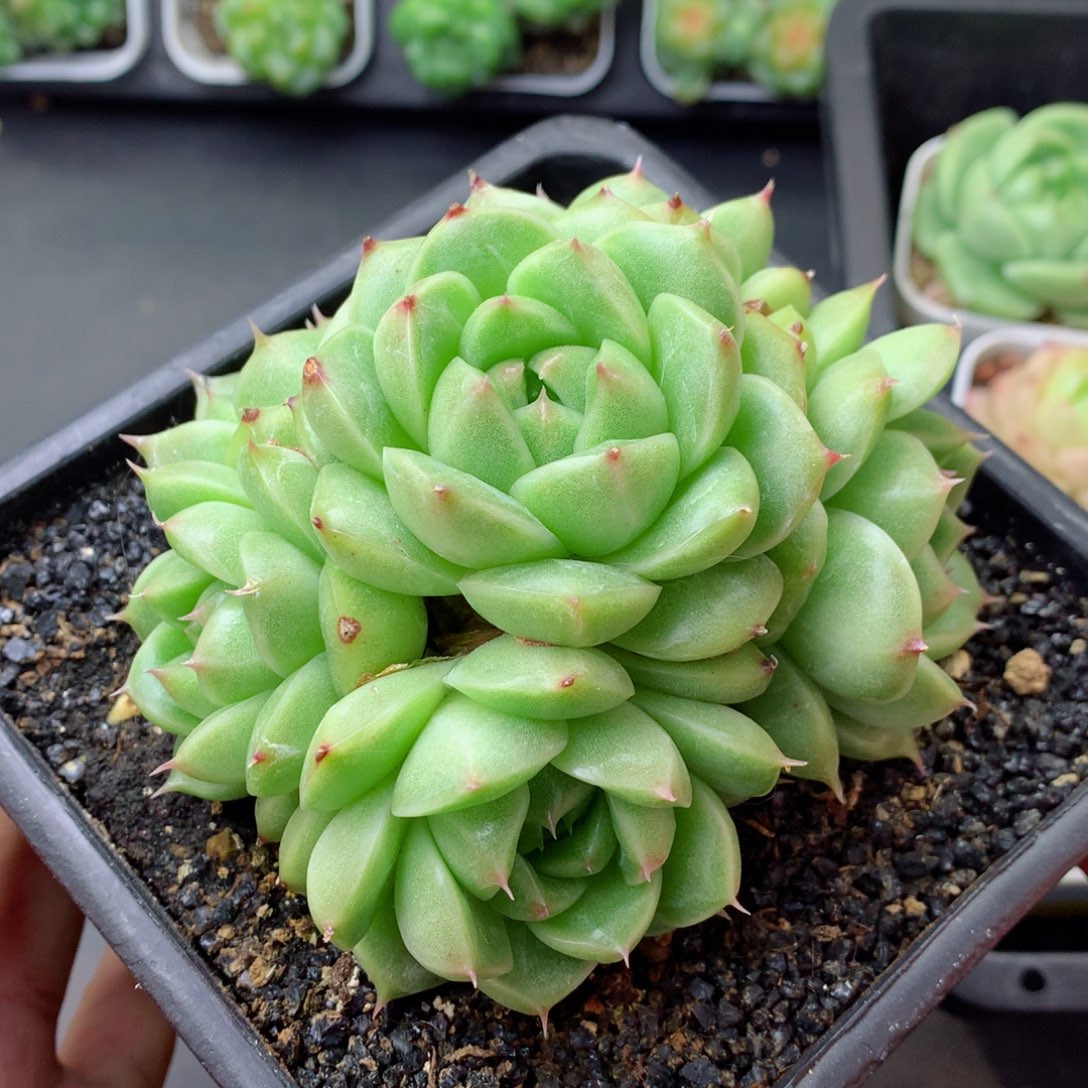 58包邮  群生不包整 8