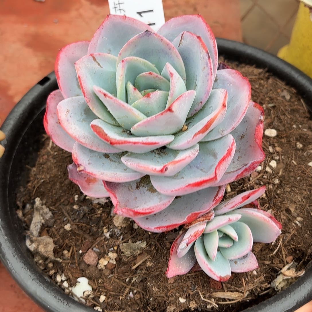 同温层多肉布鲁蓝11