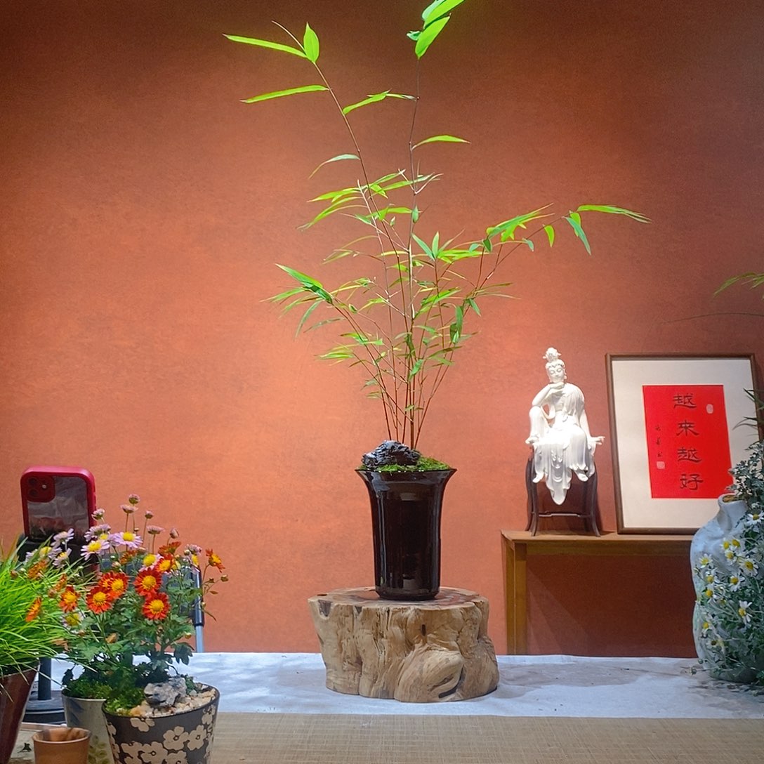 四***天无花朵老桩精品竹盆景作品