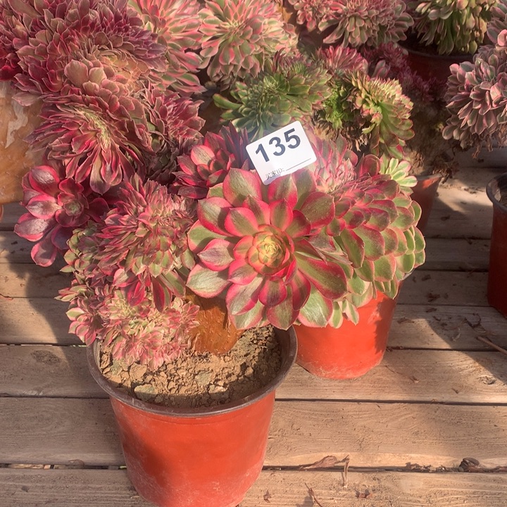 135荔枝缀多肉法师