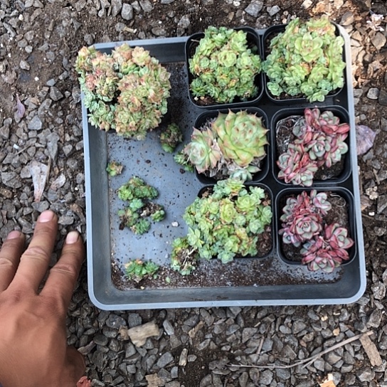 麦秆，虞姬，麦秆，比较好