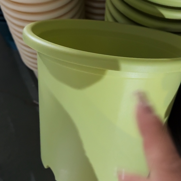 四季6号果绿无托7个特价