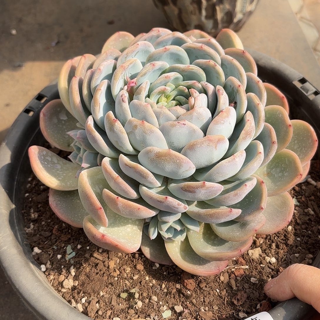 同温层多肉冰玉杂200