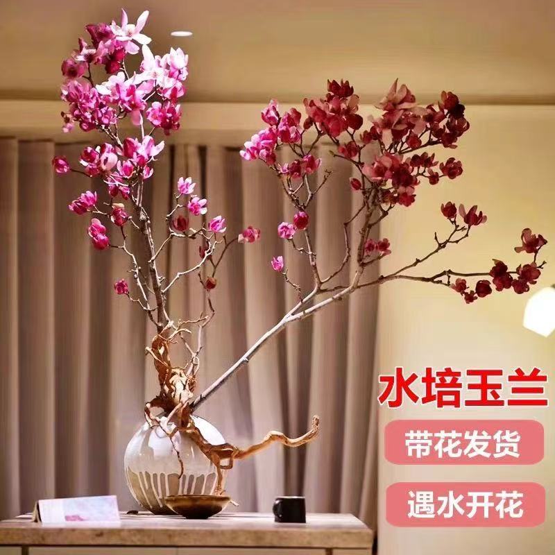 水培玉兰鲜花花卉遇水开花室内办公室好养绿植净化空气