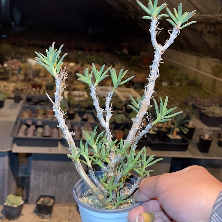 满38包邮2天凑单，脱土晾根发货多肉植物