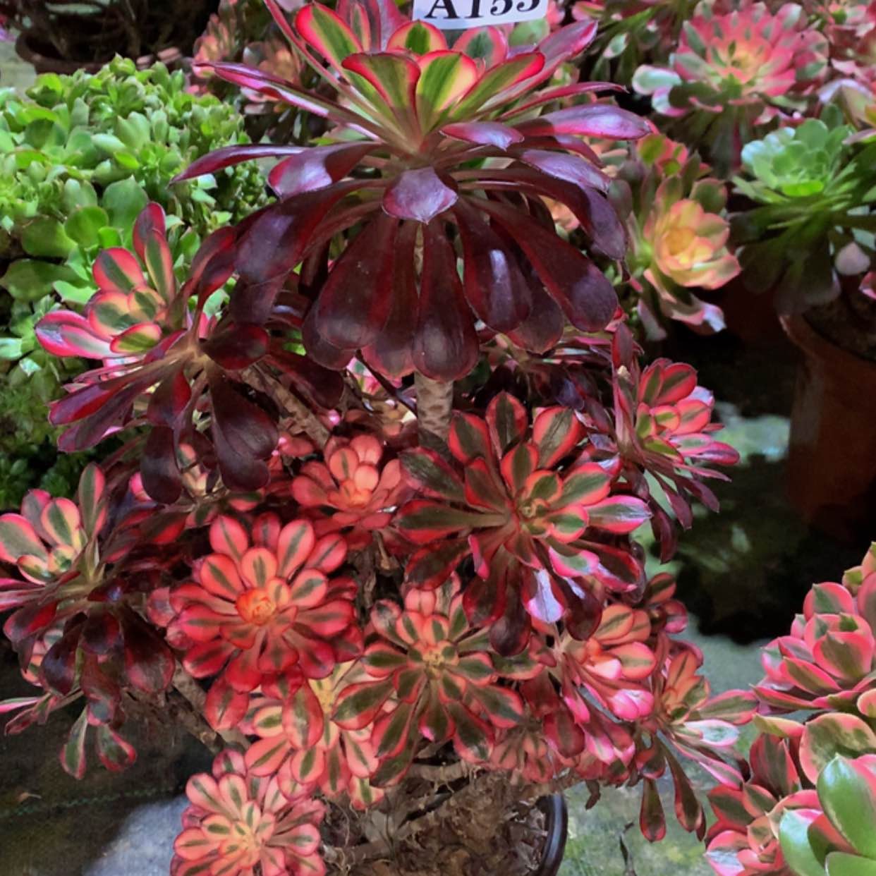 【闪购商品】153香奈儿