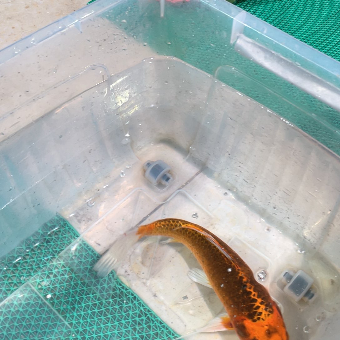 锦鲤锦鲤锦鲤鱼包邮包邮