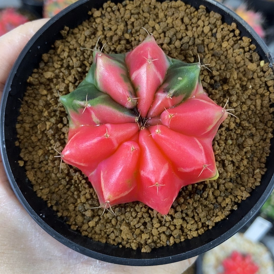 圆臀红少刺干净实生