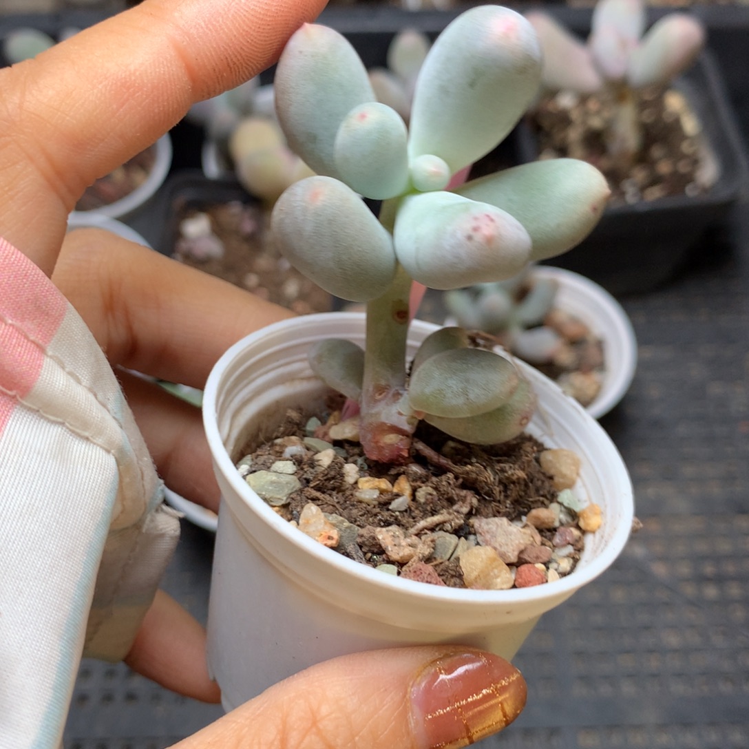 米可奶，不满28发一个叶片，到付