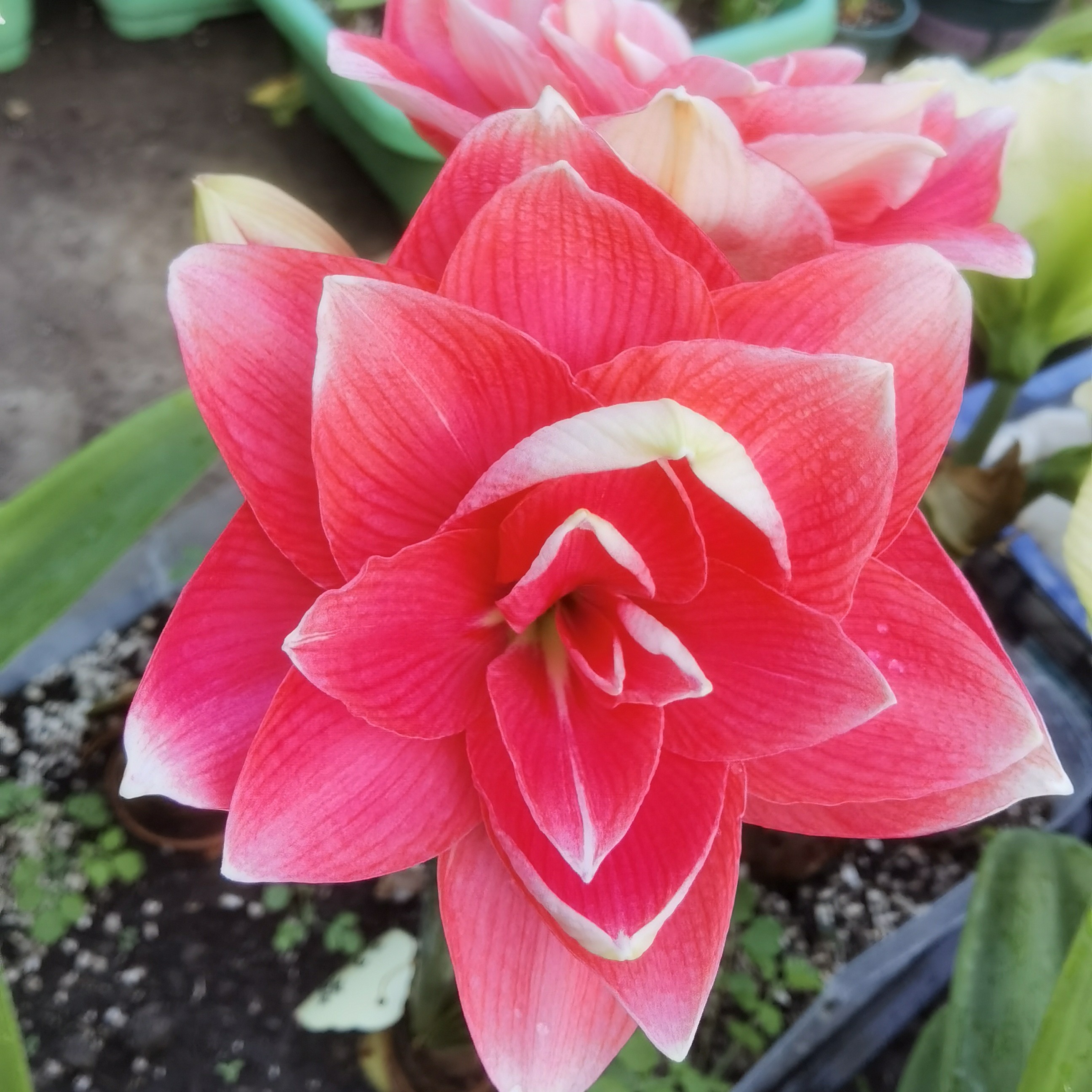 朱顶红晓蒙花卉双梦3+