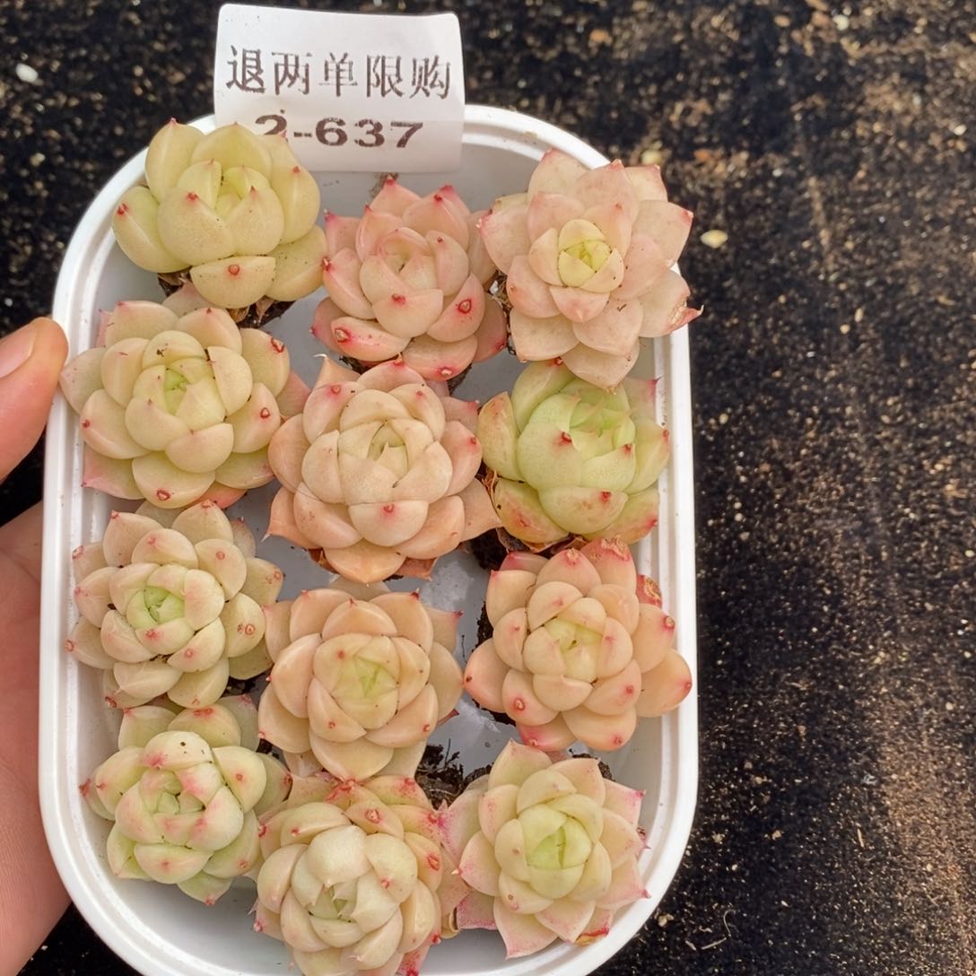 2-637 新疆西藏内蒙不发其他12.8包邮两到三公分多肉