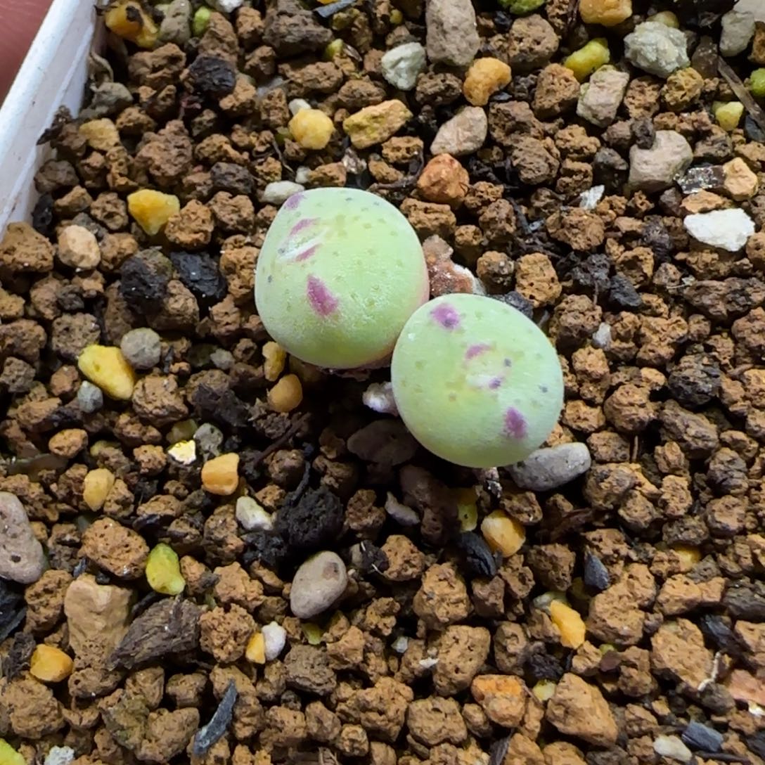 12.11。脱土发。梅春玉。  2021