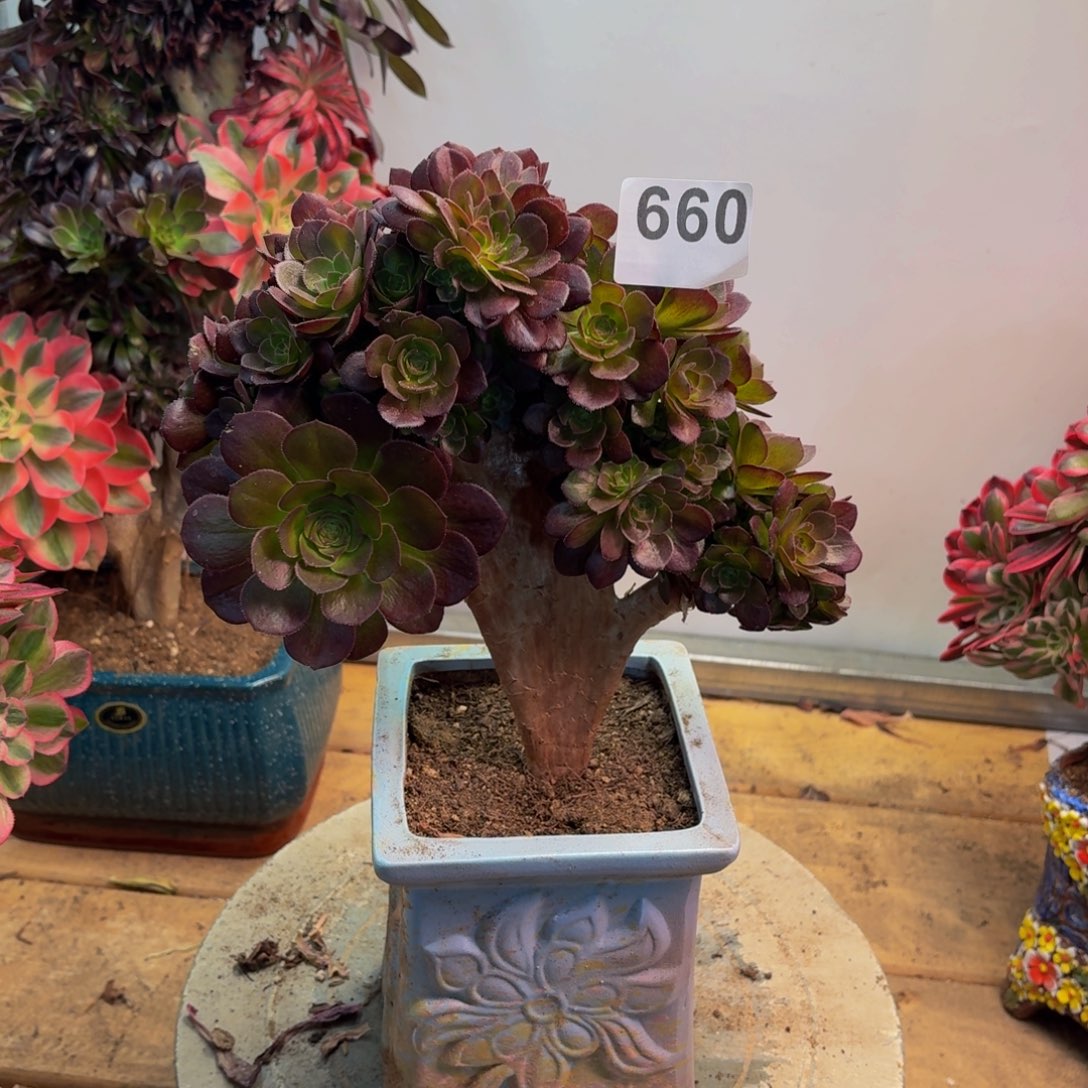 多肉法师万缀拔毛660